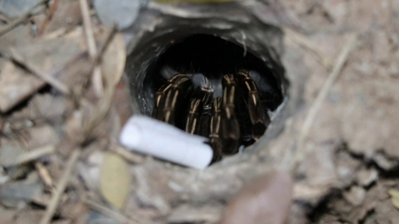 คอหวยมานัด ทำพิธีขอเลขเด็ดเสี่ยงทาย "พญาบึ้ง" ลุ้นรวยงวด 1/11/68