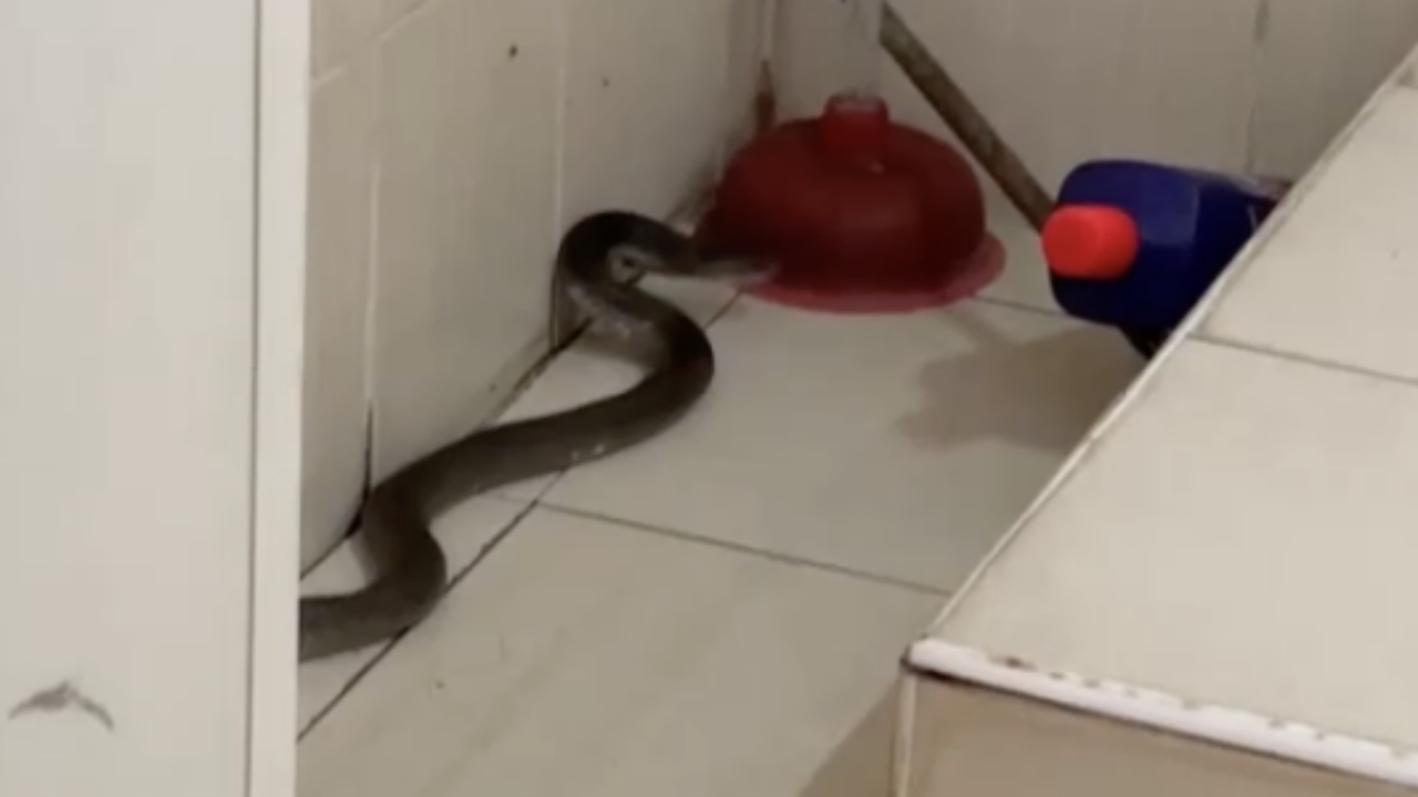 หนุ่มผวา เจอ "งูเห่า" ชูคอแผ่แม่เบี้ยในห้องน้ำ เชื่อจะนำโชคลาภมาให้อีกครั้ง