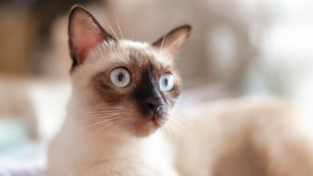 ชวนเช็ก Quiz บอกนิสัย แมวไทยสายพันธุ์ไหน คือลักษณะของตัวคุณ