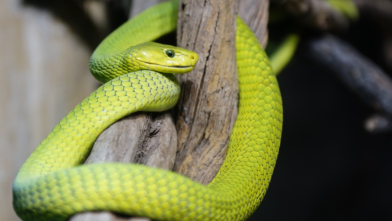 ฝันเห็นงูเขียว ถอดรหัสฝัน ฝันแบบนี้บอกอะไร พร้อมเลขเด็ดนำโชค