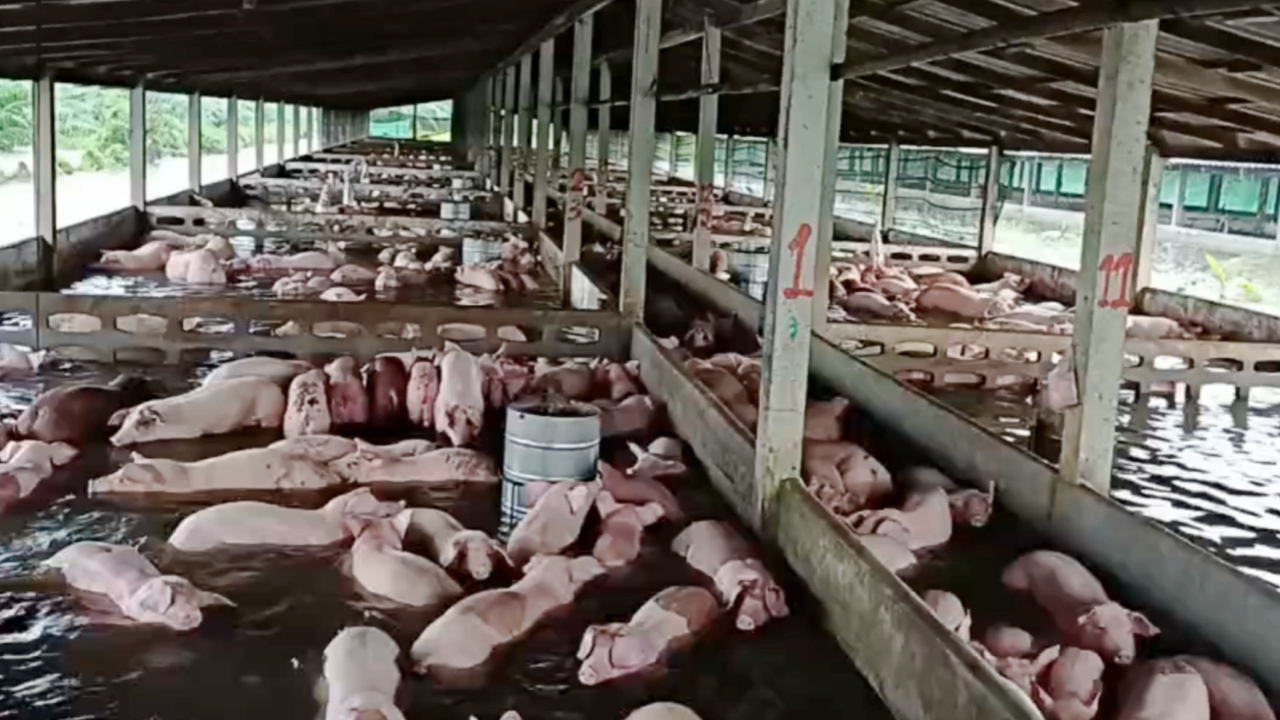พัทลุงน้ำท่วมสูง เร่งอพยพหมูไว้ที่ปลอดภัย ส่วนบ้านเรือนชาวบ้านถูกน้ำป่าซัดพังทั้งหลัง