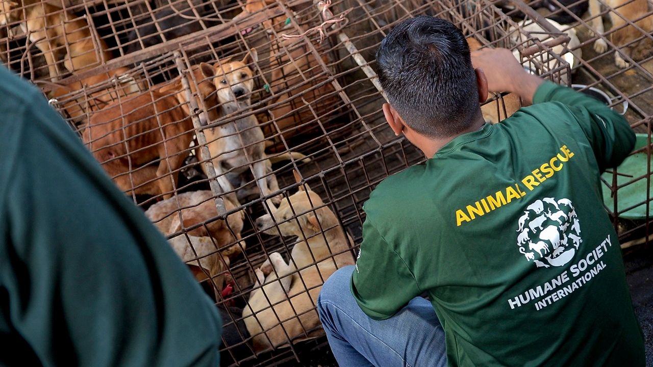 จาการ์ตาสั่งห้ามกินเนื้อสุนัข-แมว ลดพิษสุนัขบ้าระบาด