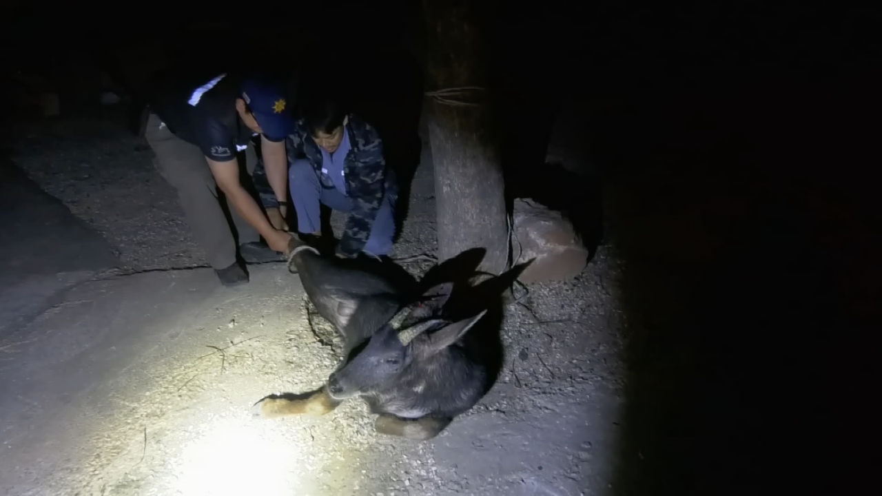 เร่งช่วยเหลือ "เลียงผา" ถูกรถบรรทุกชน นอนเจ็บอยู่ริมถนน ต.ทับกวาง จ.สระบุรี