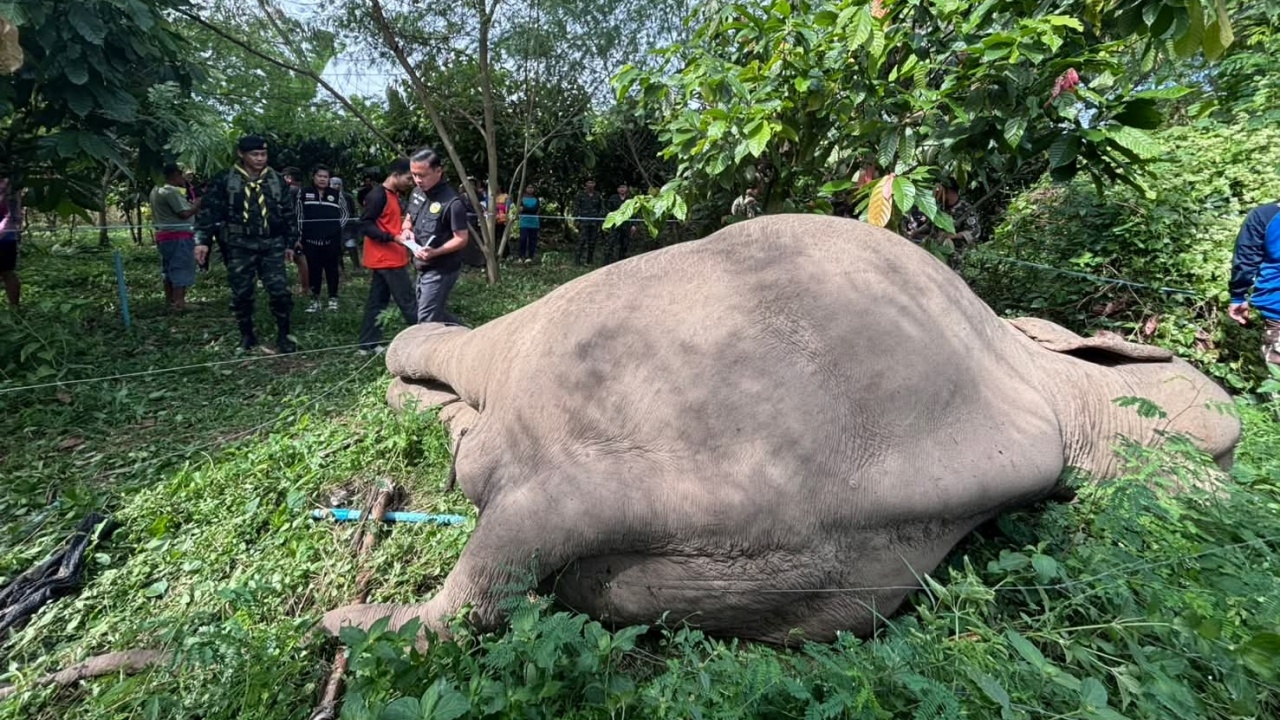 "ช้างป่าแก่งกระจาน" ล้มตายในสวนชาวบ้าน สันนิษฐานถูกไฟช็อต จากลวดขึงรั้ว 5 เส้น