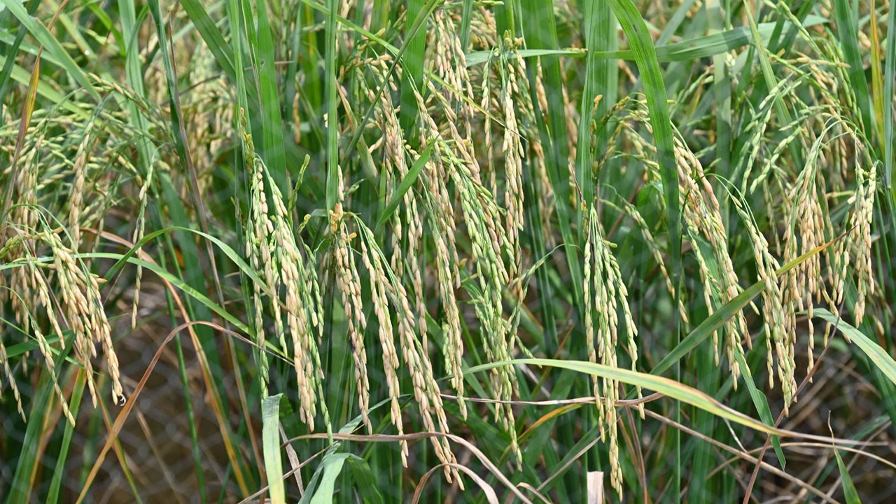 อว.-สวทช. ยัน "ข้าวหอมสยาม" ไม่ใช่ GMO ผ่านการคัดพันธุ์โดยธรรมชาติ เตรียมขึ้นทะเบียนกรมการข้าว