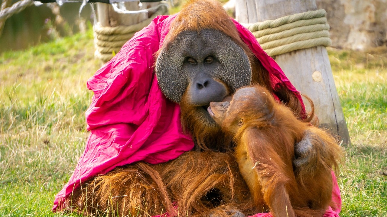 นักวิทย์เผย "จูบแรก" เกิดขึ้นตั้งแต่ 20 ล้านปีก่อน โดยบรรพบุรุษตระกูลไพรเมต