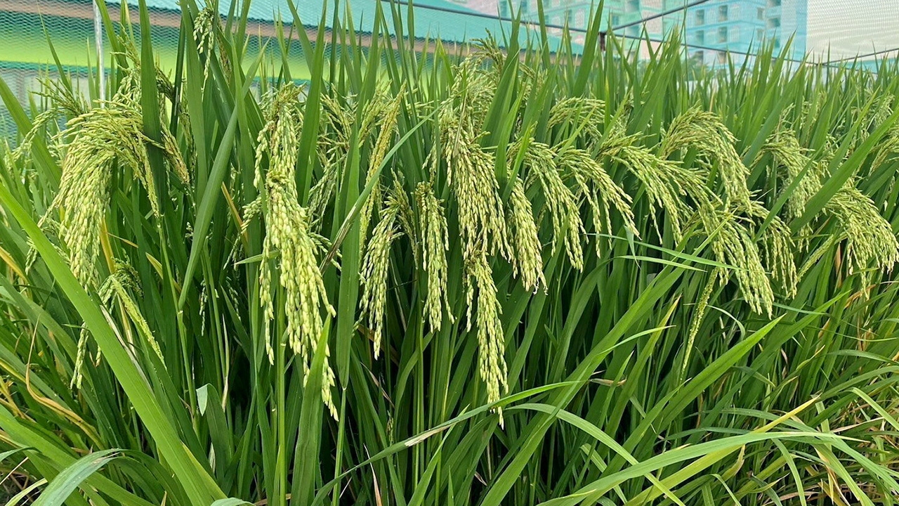 พิษ! สารหนูในนาข้าว วิบากกรรมจากเหมือง