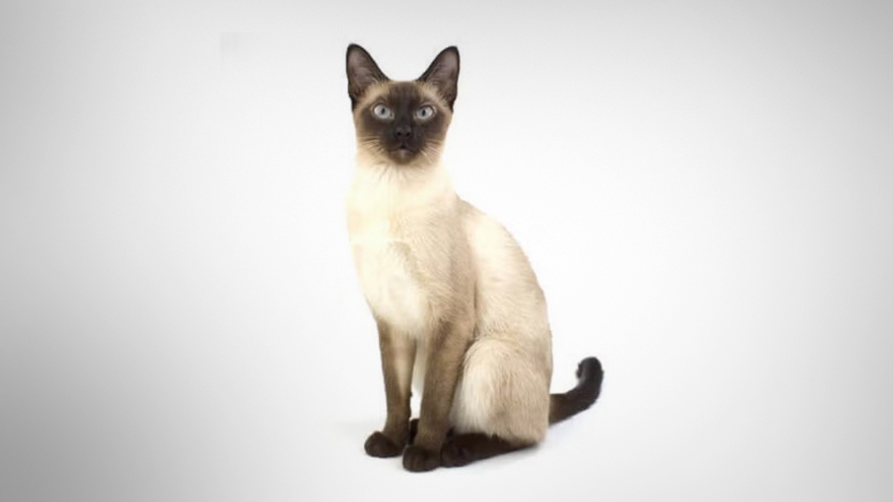 แมวไทย 5 สายพันธุ์ ครม. ประกาศเป็นเอกลักษณ์ประจำชาติประเภทสัตว์เลี้ยง 