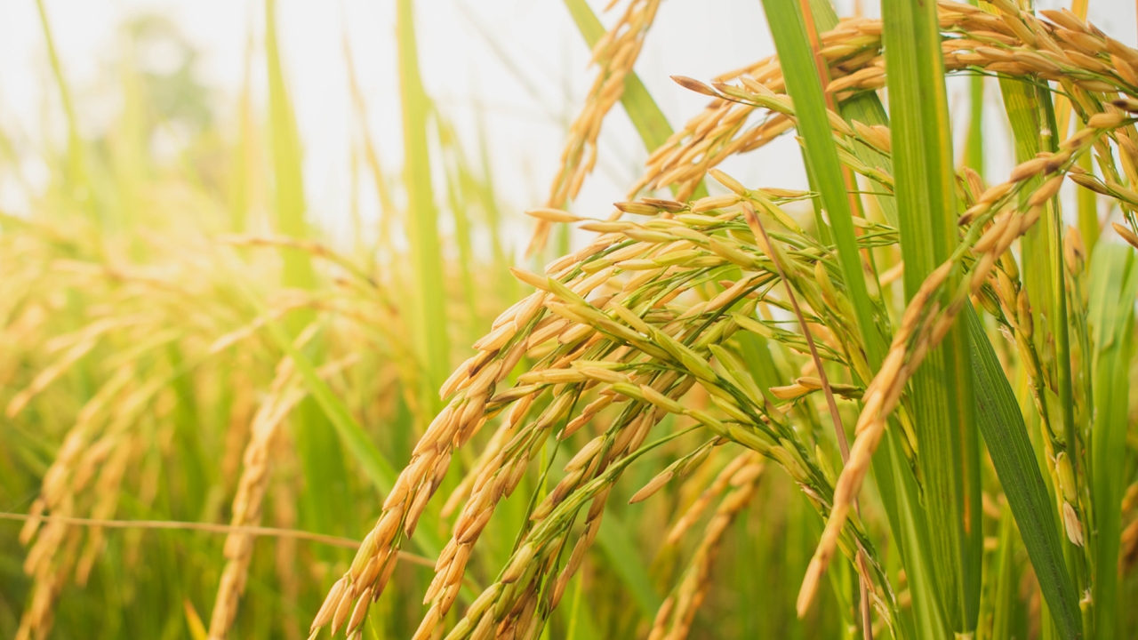 นบข. อนุมัติแผน “ชะลอขาย-ดูดซับข้าว” 3 ล้านตัน หวังดันราคาพุ่ง หลังจีนสั่งซื้อล็อตใหญ่