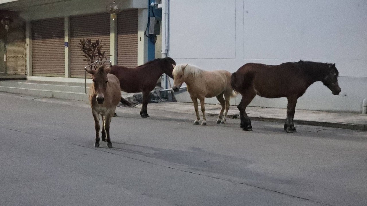 น้ำท่วมอุทัยธานี ฝูงม้ายังเดือดร้อน เดินออกจาก "วัดโค่ง" มานอนอยู่ริมถนน