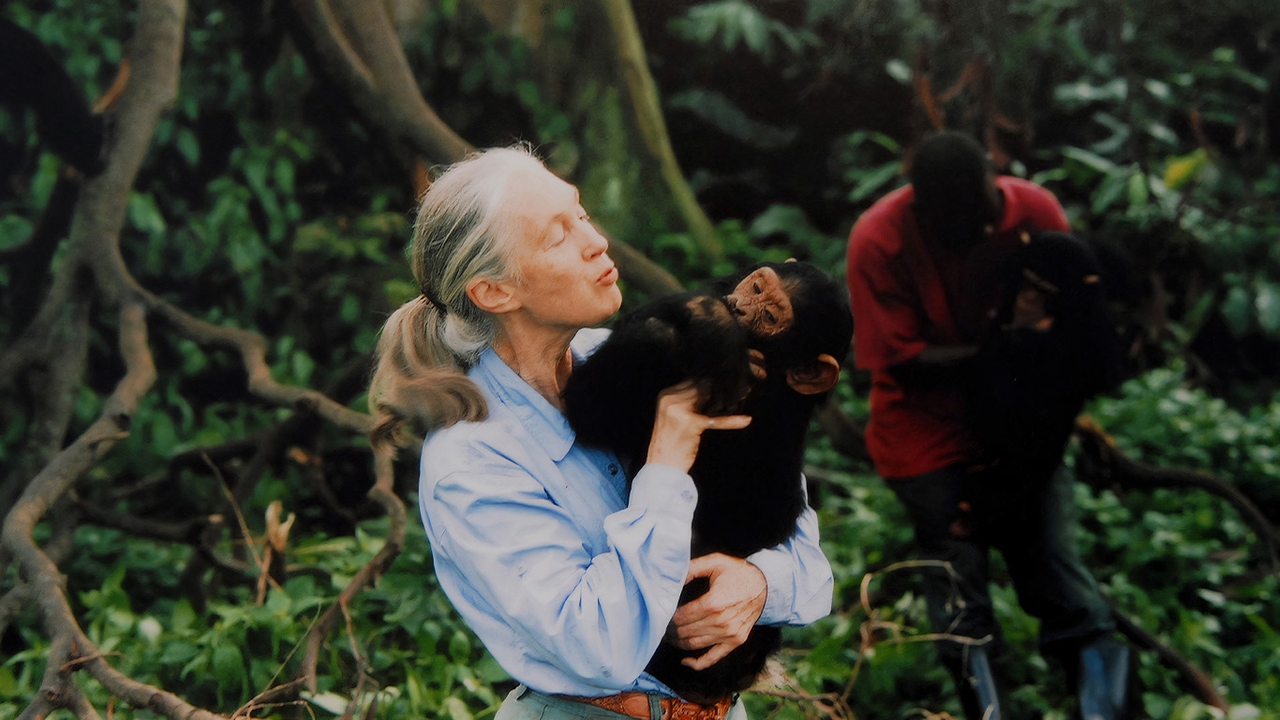 บันทึกวานรวิทยา กว่า 6 ทศวรรษของ Jane Goodall ในรูปแบบดิจิทัล เปิดให้นักวิจัยเข้าถึงได้ครั้งแรก
