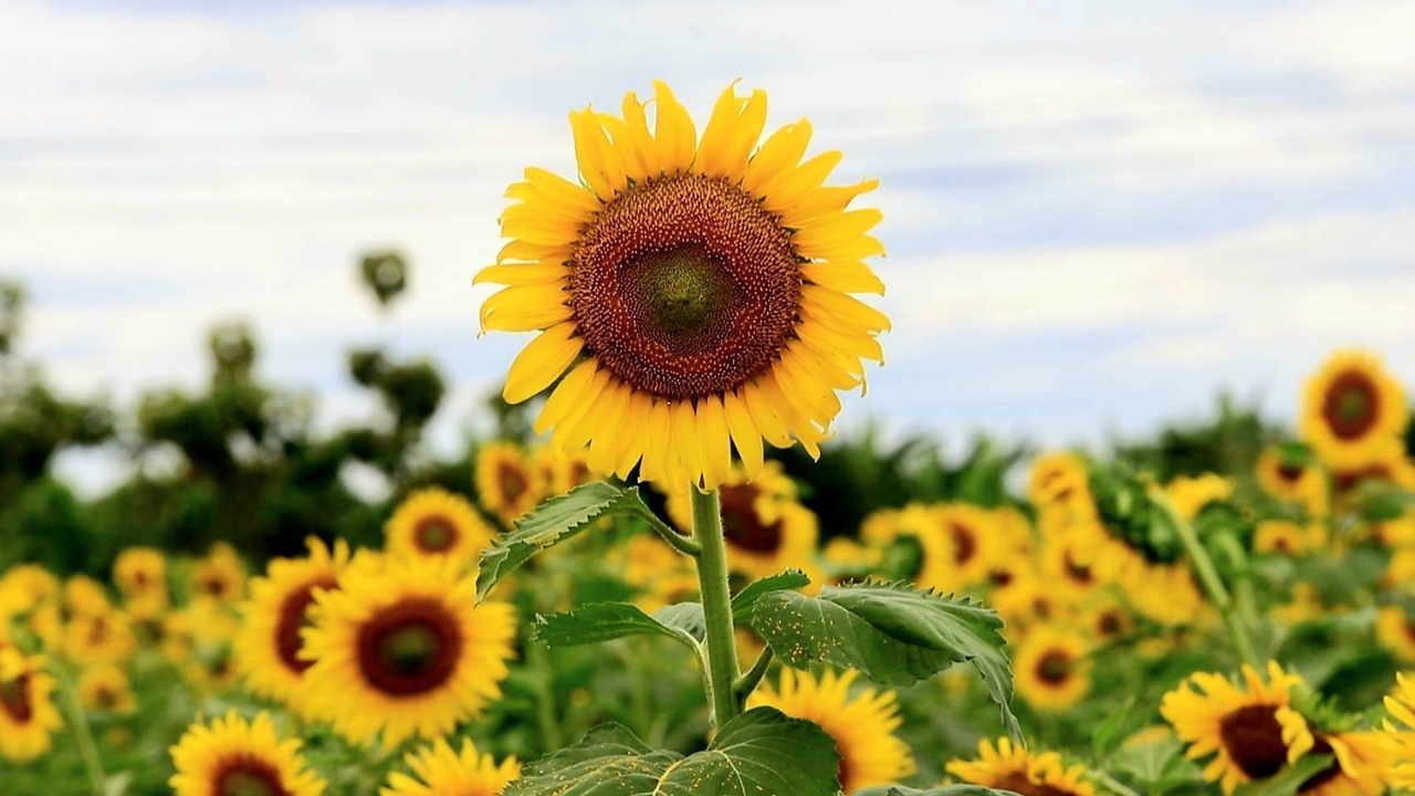 ลพบุรีทุ่งทานตะวันบานแล้ว เช็กอิน “บ้านกล้วย & ไข่” บานสะพรั่งเหลืองอร่าม