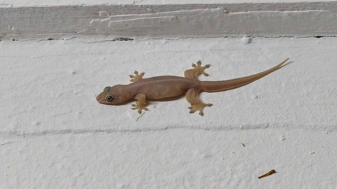 "จิ้งจกร้องทักกลางคืน" เสียงเตือนหรือให้โชค ร้องกี่ครั้งถึงเรียกว่า "ลางร้าย"