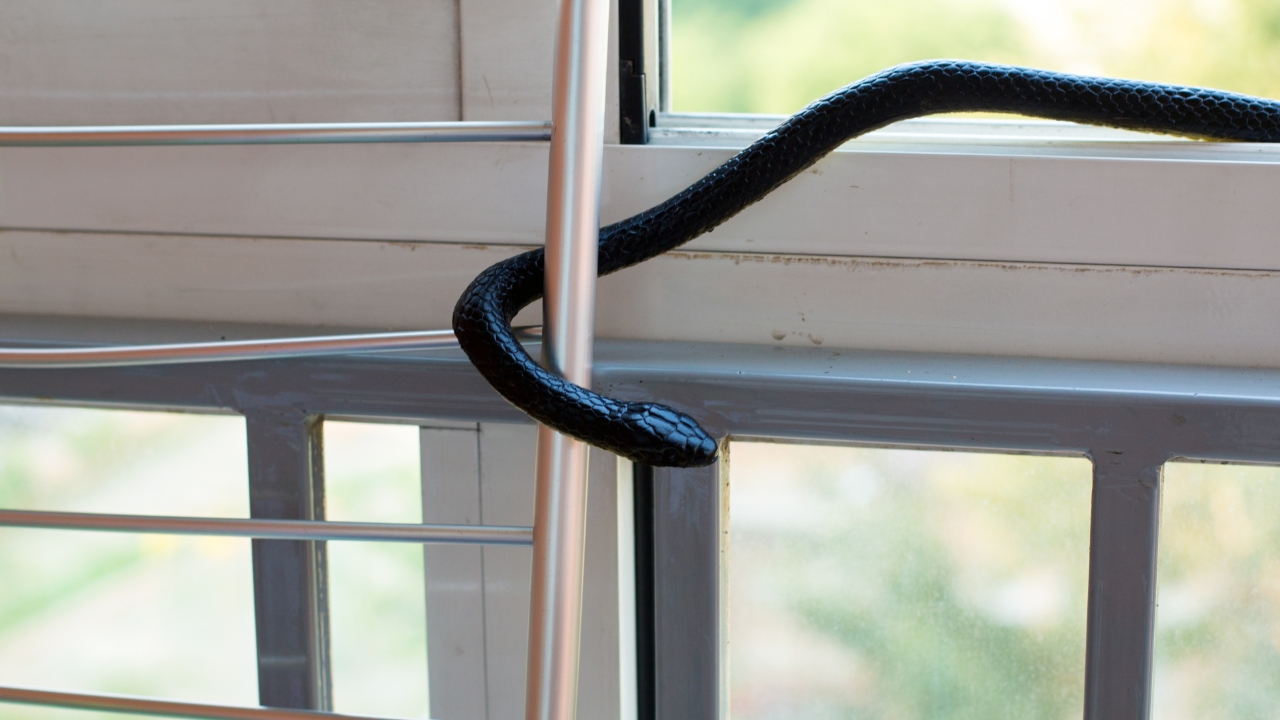 ฝันเห็นงูเข้าบ้าน ฝันดีที่สื่อถึงโชคลาภ เงินทองที่กำลังจะเข้ามา