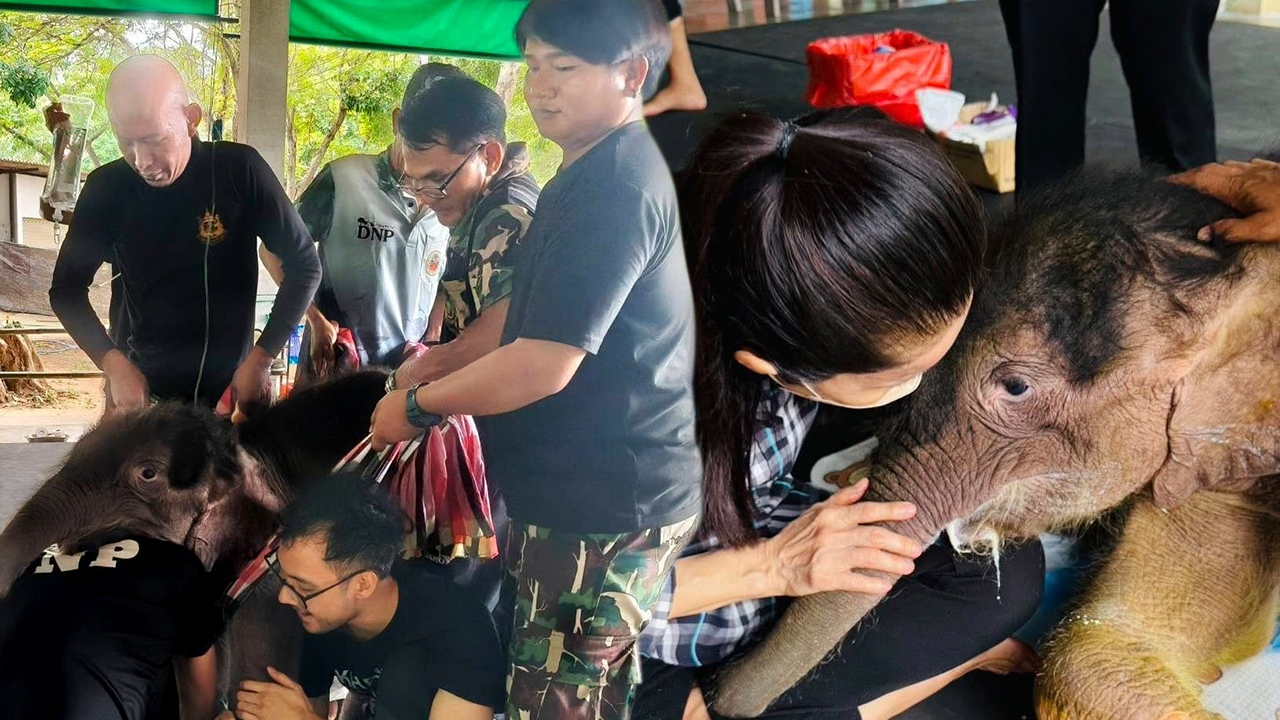 หมอเปิดสาเหตุต้องกอด “น้องข้าวต้ม” ลูกช้างป่าพลัดหลง ยังต้องติดตามอาการใกล้ชิด