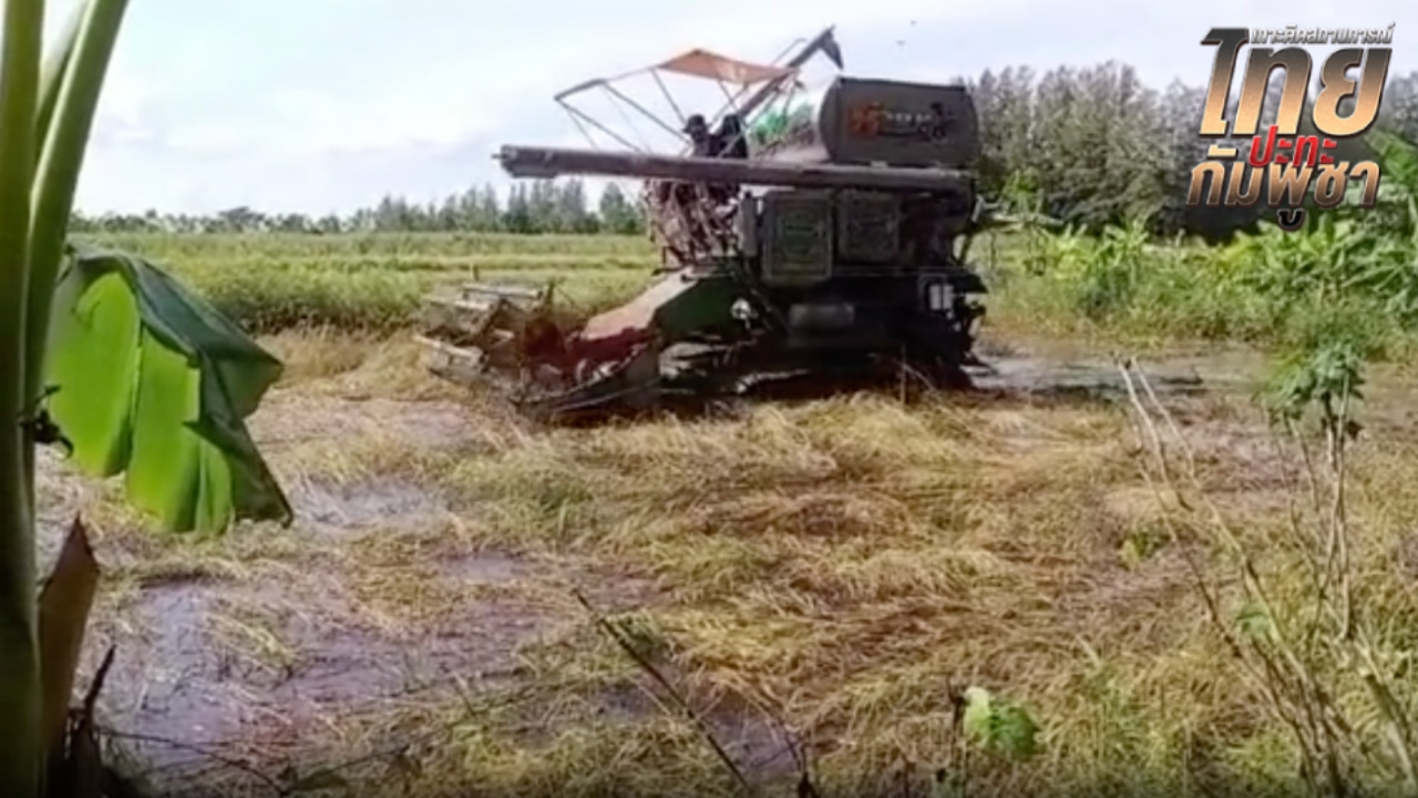 เกษตรกรพื้นที่ใกล้ชายแดน วอนอย่าเพิ่งปะทะ ขอเกี่ยวข้าวให้เสร็จก่อน