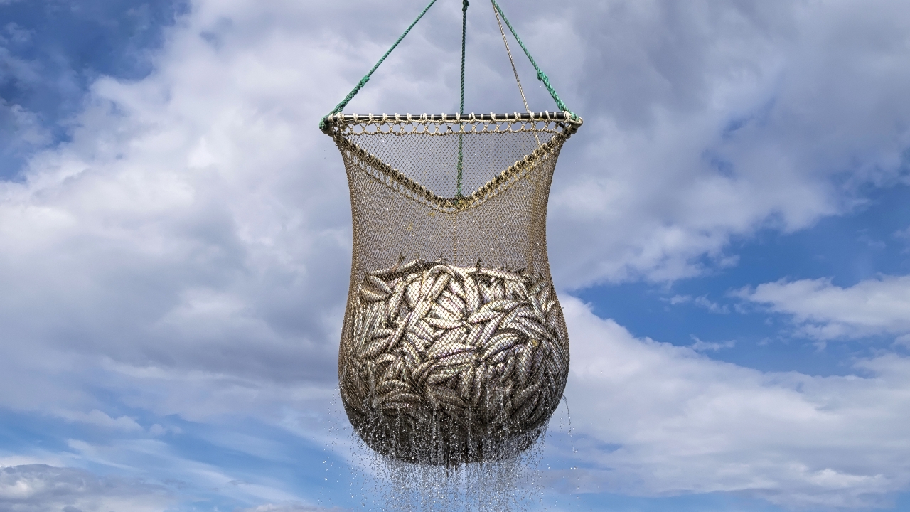 ฝันว่าได้จับปลาเยอะมาก สื่อถึงเรื่องใด เปิดคำทำนาย พร้อมเลขนำโชค