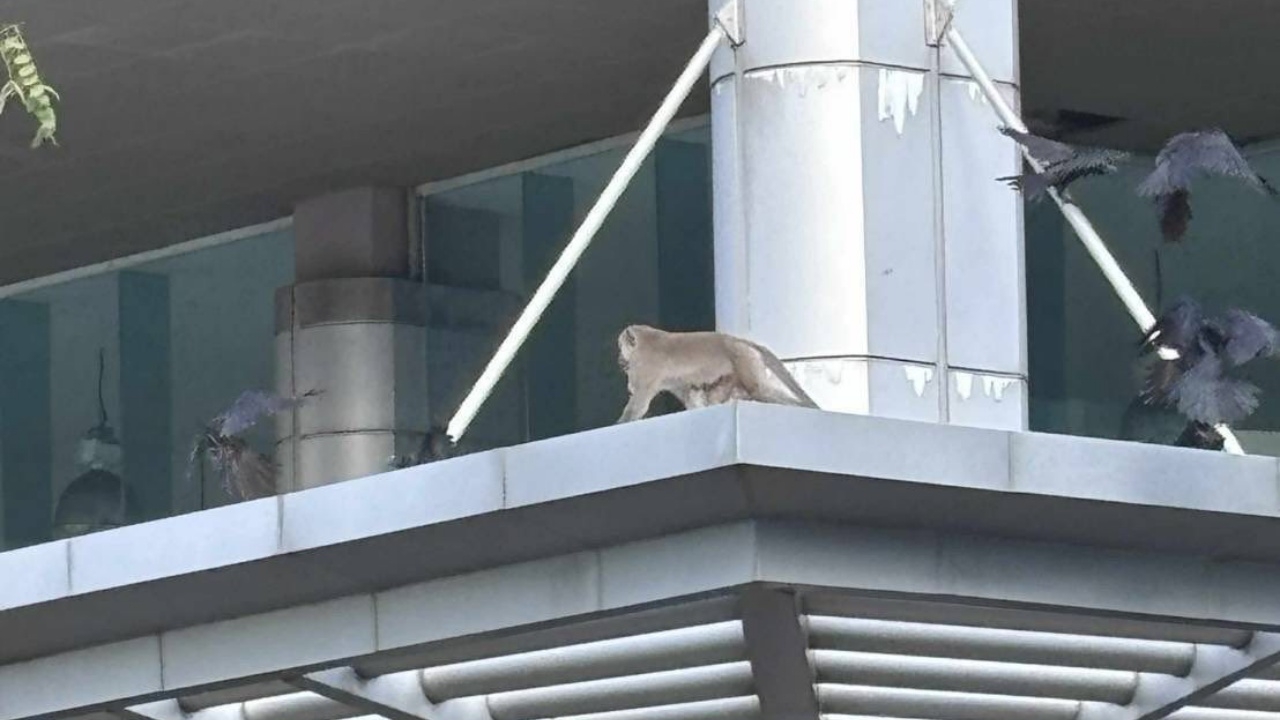 คณะวิทยาศาสตร์ แจงภาพ “ลิง” ปีนอาคารของจุฬาฯ ยืนยันปิดโรงเลี้ยงลิงมานานแล้ว