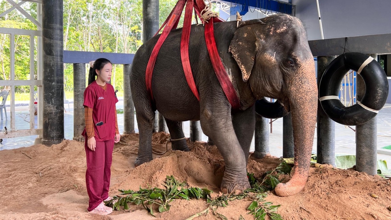 อัปเดตอาการ “พังสร้อยฟ้า” คาดติดเชื้อบาดทะยัก หมอพยายามช่วยชีวิตทุกวิถีทาง