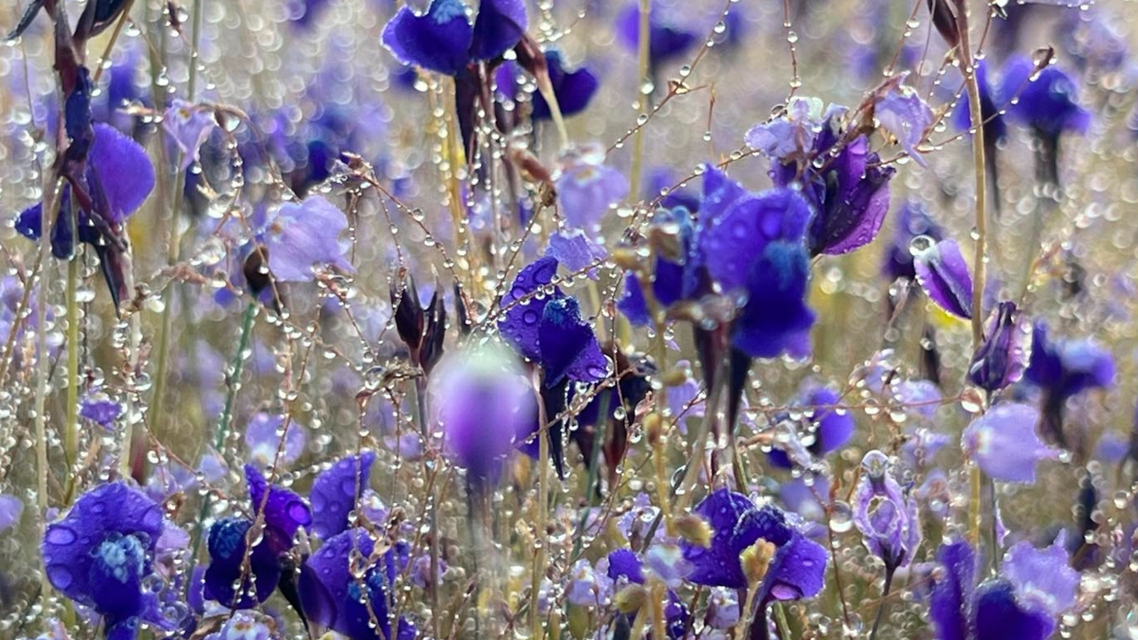 หนาวนี้ เช็กอินผาแต้ม ชวนชมทุ่งดอกไม้ป่าน้ำตกสร้อยสวรรค์ เที่ยวได้ถึง ก.พ. 69