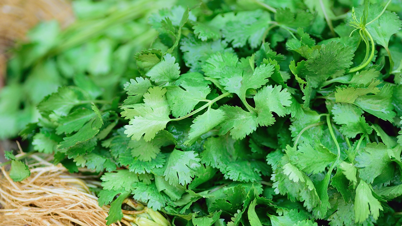 ผักชีแพงแตะ 250 ต่อ กก. กรมการค้าภายใน เร่งตรึงราคา สั่งกระจายผลผลิตจากแหล่งอื่นทดแทน