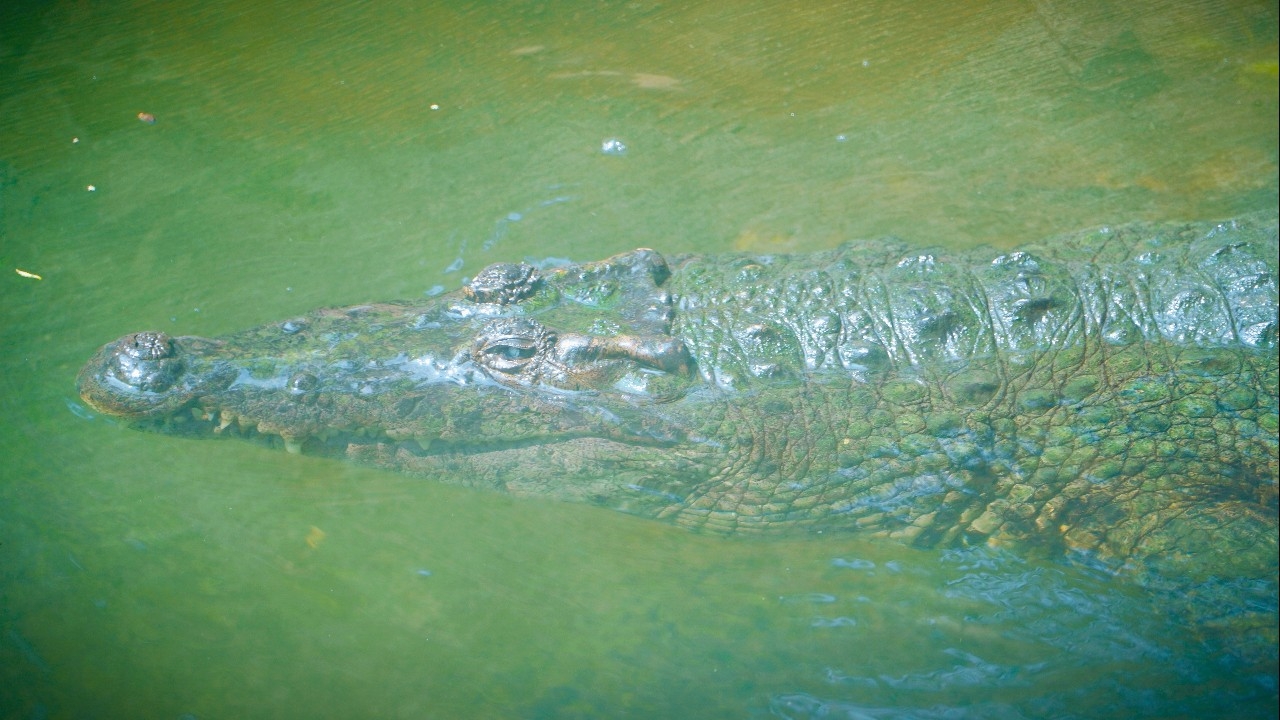 ระทึก! เด็กอินโดฯ วัย 10 ปี รอดหวุดหวิด หลังถูกจระเข้ยาว 4 เมตรกัดลากลงน้ำ