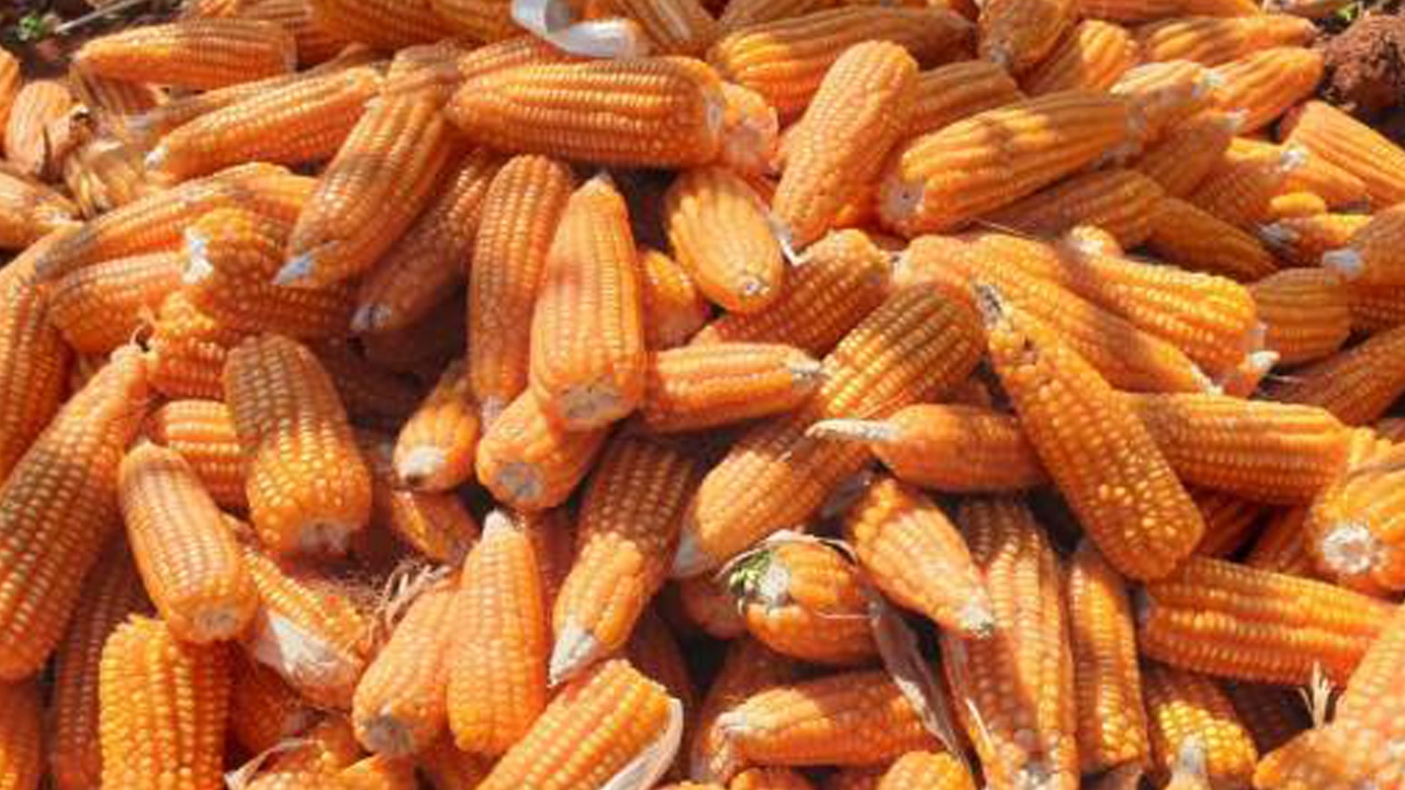 สมาพันธ์ปศุสัตว์ฯ ขอบคุณรัฐบาลเห็นชอบแผน 3 ปี สร้างความมั่นคงด้านกากถั่วเหลือง-ข้าวโพด