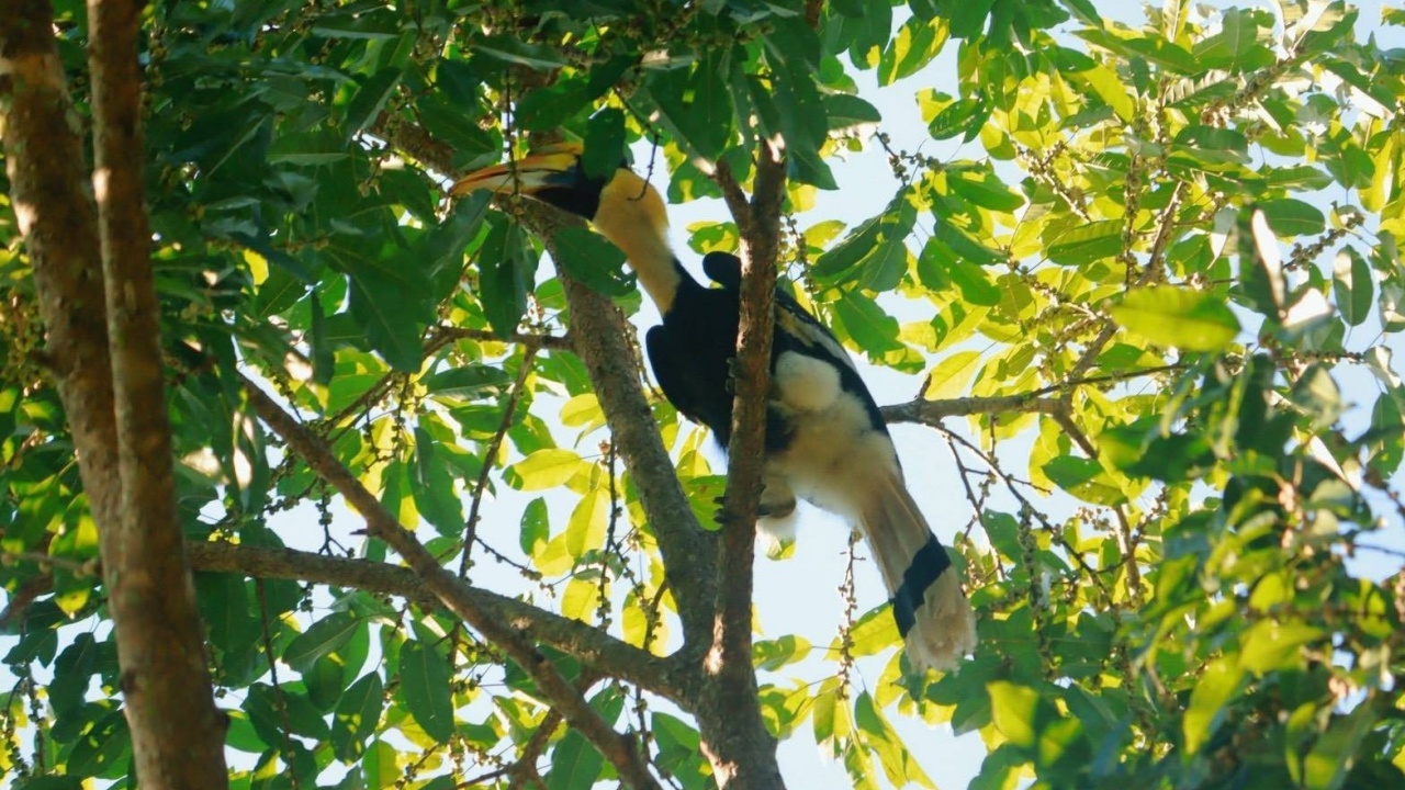 ฮือฮา "นกกก" ปรากฏตัวครั้งแรกในเขตอุทยานฯ ดอยผ้าห่มปก สะท้อนความสมบูรณ์