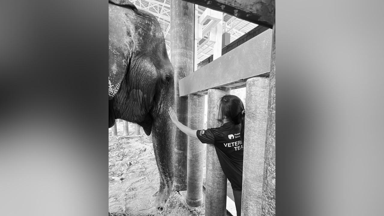 "หมอโบว์" โพสต์เศร้า "พังสร้อยฟ้า" ช้างป่วยสงสัยติดเชื้อ "บาดทะยัก" ล้มแล้ว