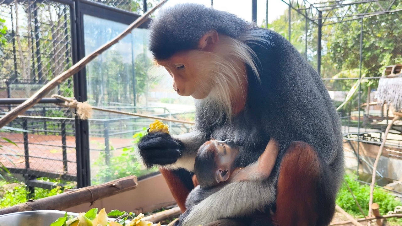 สวนสัตว์ขอนแก่น อวดความน่ารัก "น้องอั้ม" ลูกค่างห้าสี สัตว์ป่าใกล้สูญพันธุ์