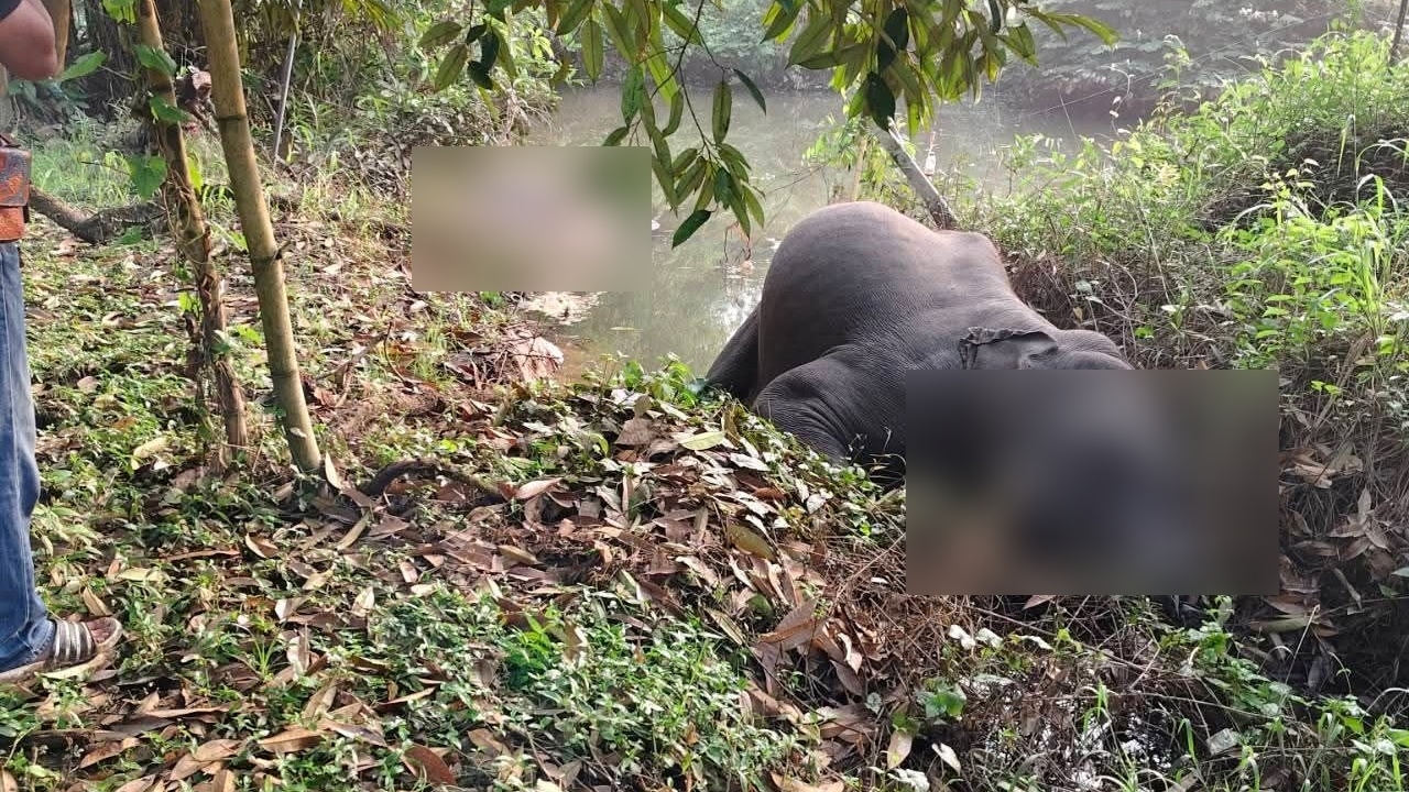 กรมอุทยานฯ เร่งดำเนินคดีกรณี "ช้างป่า" ล้ม 3 ตัว ในพื้นที่สวนผลไม้ จ.จันทบุรี