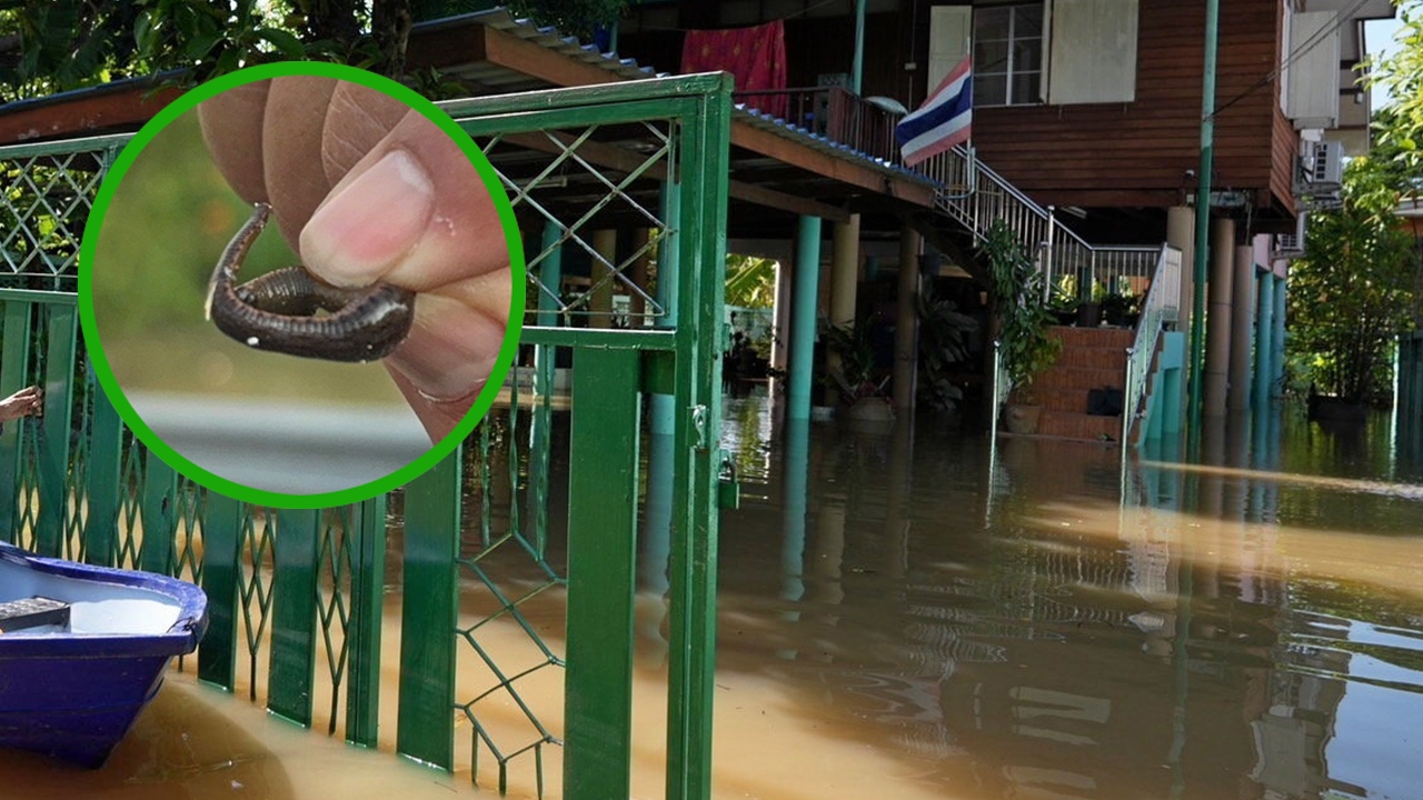 อุทกภัยยังวิกฤติ ยาย 83 ป่วยตกเตียง จมน้ำขังดับคาบ้าน ชาวนารันทด ทนดูข้าวเน่า