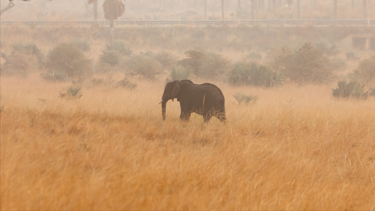 สลด รถพุ่งชนช้างในอุทยานยูกันดา คนดับ 3 ศพเจ็บ 4 ราย
