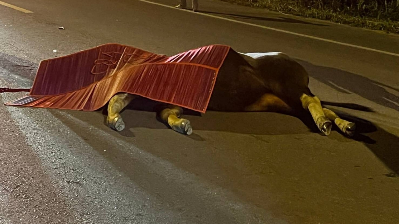 กระบะพุ่งชน “กระทิง” วัยเจริญพันธุ์ ตายคาถนนที่วังน้ำเขียว