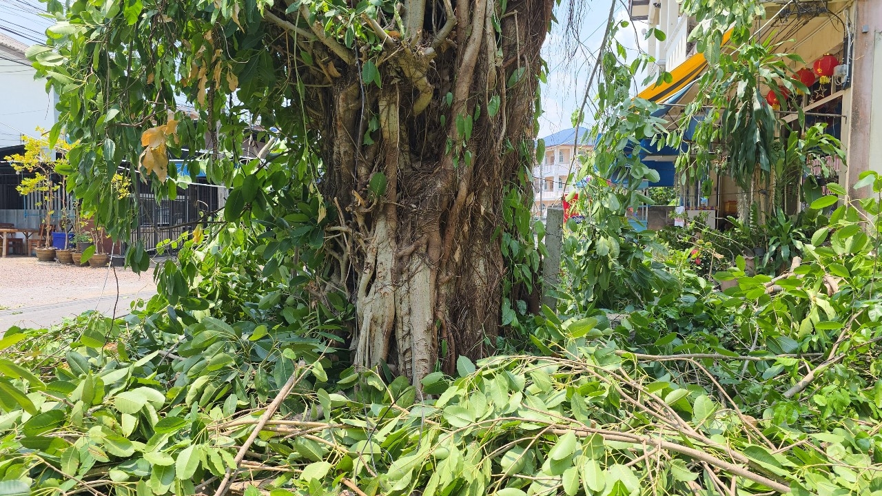 สั่งตัดต้นไม้แล้ว หลังกลืนกินเสาไฟฟ้าหายนานนับ 10 ปี ใจกลางนครแม่สอด