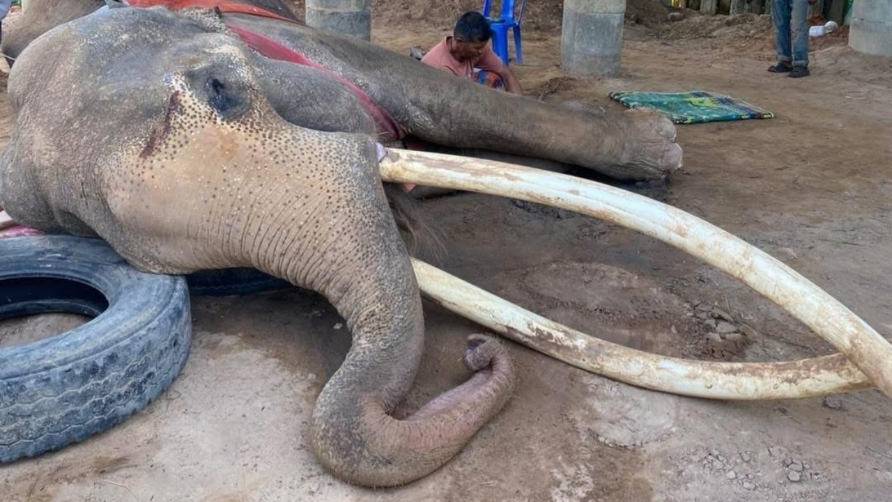 ปิดตำนาน "พลายทองใบ" ช้างงาสวย ยาวที่สุดในประเทศไทย ล้มตายอย่างสงบ