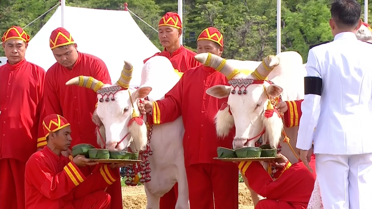วันพืชมงคล 2569 เปิดคำทำนาย “พระโคเสี่ยงทาย” กินถั่ว น้ำ หญ้า เหล้า