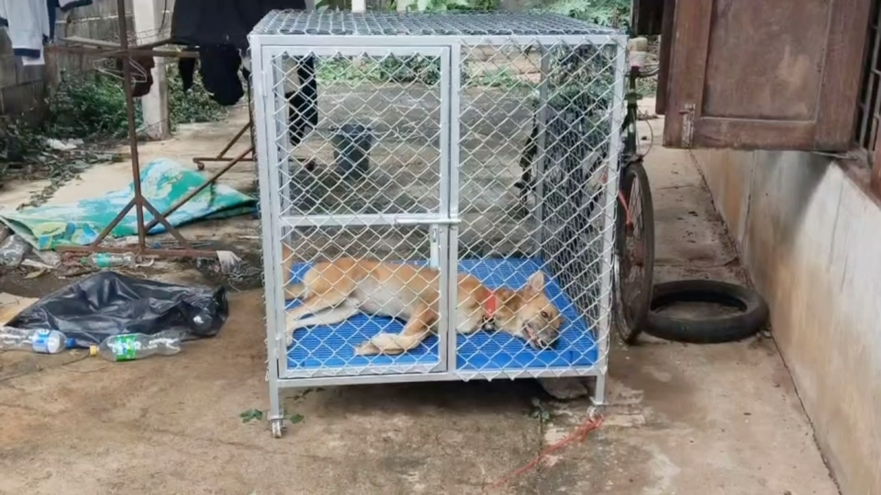 สุนัขร้องโหยหวน 4 คืนติด ชาวบ้านเอะใจ ไปดูเจอเจ้าของบ้านนอนตาย