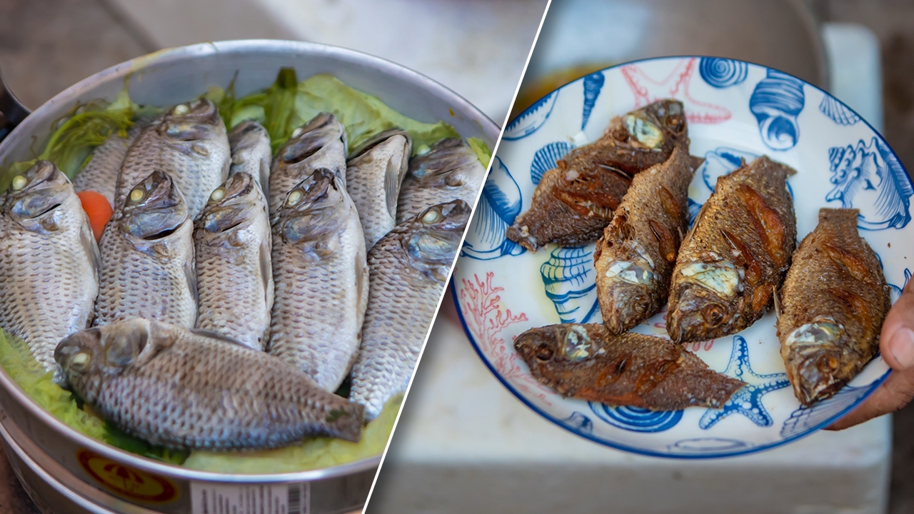 หนุ่มทอดแหได้ "ปลาหมอคางดำ" โชว์เปิดเมนู "นึ่ง-ทอด" บอกอร่อยเหมือน "ปลานิล"