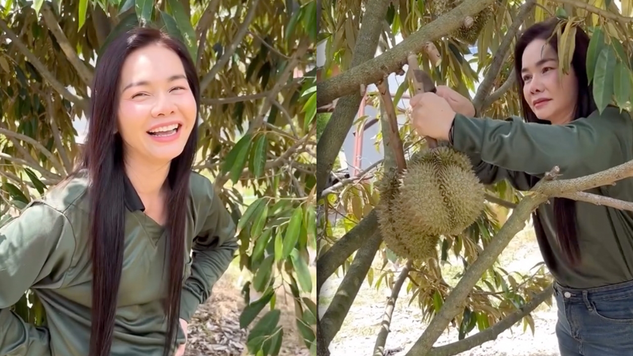 ต่าย อรทัย เปิดลุคชาวสวนโชว์ฝีมือตัดทุเรียนเอง เจ้าของสวยออร่ามาก (คลิป)