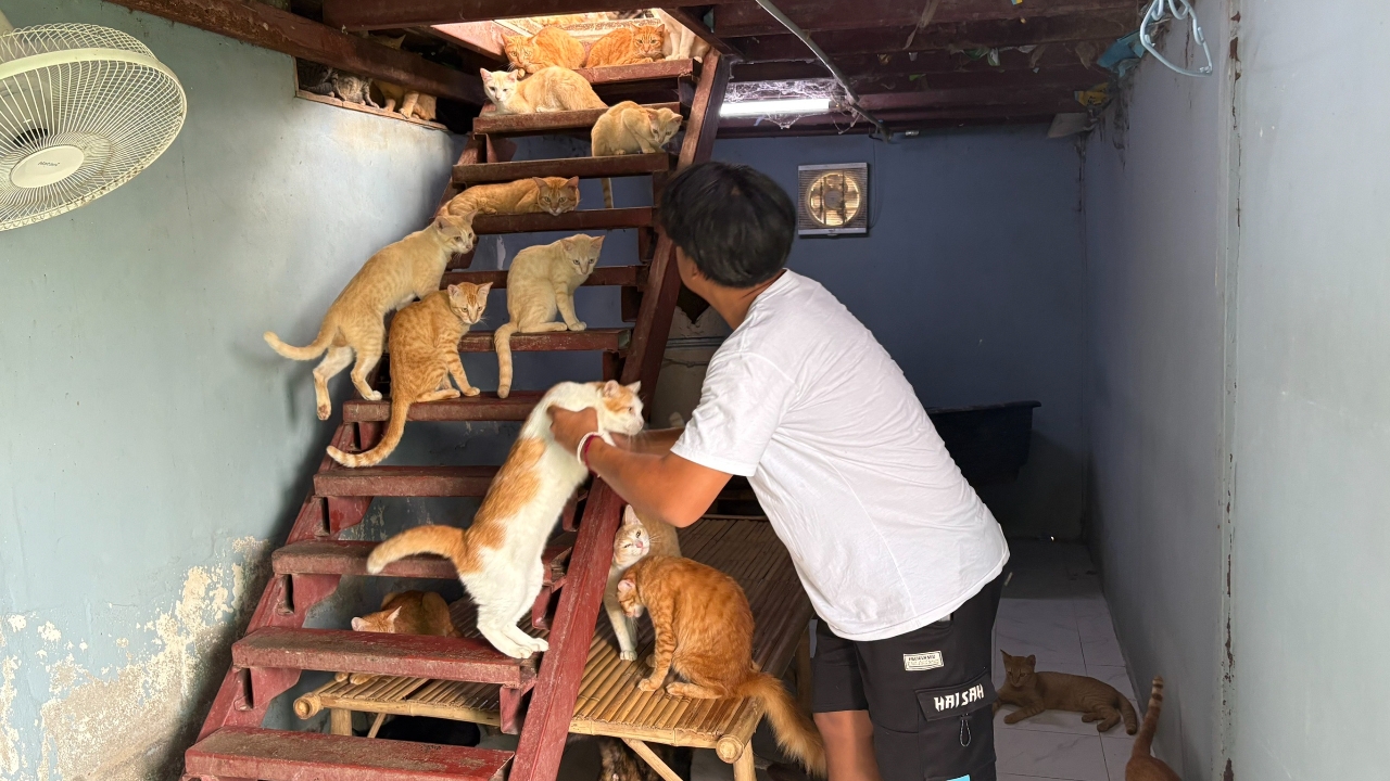 หนุ่มใจบุญเครียด วอนช่วยแมวกว่า 120 ชีวิตหลังเจ้าของบ้านขายที่ สั่งย้ายสิ้นเดือน