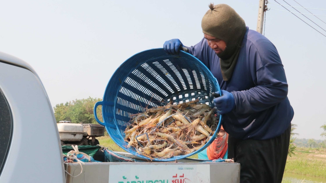 พิษน้ำมันแพง-ของขาด กุ้งก้ามกรามกาฬสินธุ์อ่วม ผู้ค้าไม่กล้ารับออร์เดอร์ไกล