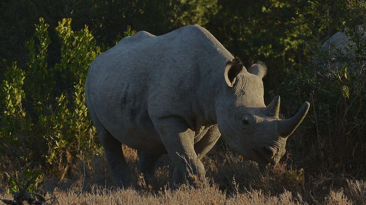 ยูกันดาเฮ แรดขาวกลับคืนสู่ธรรมชาติ ครั้งแรกในรอบ 40 ปี