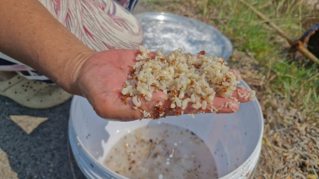 ชาวบ้านแหย่ไข่มดแดง ขายกิโลละ 500 บาท สร้างรายได้ช่วงหน้าแล้ง