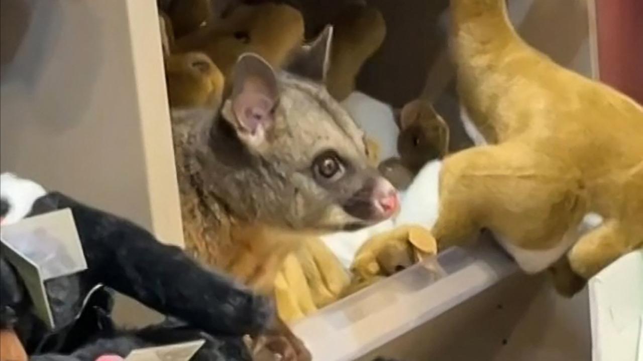 ตัวพอสซัมป่าสุดเนียน ปลอมตัวเป็นตุ๊กตากลางสนามบินออสเตรเลีย