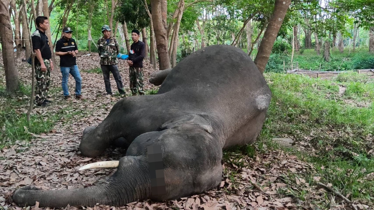 "ช้างป่าภูวัว" ล้มดับปริศนาในสวนยาง จ.บึงกาฬ ไร้รอยแผล อุทยานฯ สั่งเร่งหาสาเหตุ