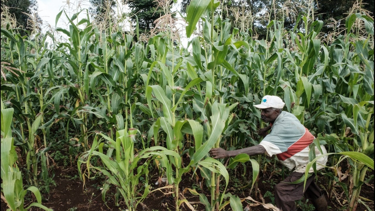สงครามในอิหร่านกำลังเป็นภัยคุกคามต่อราคาอาหารในประเทศกำลังพัฒนา