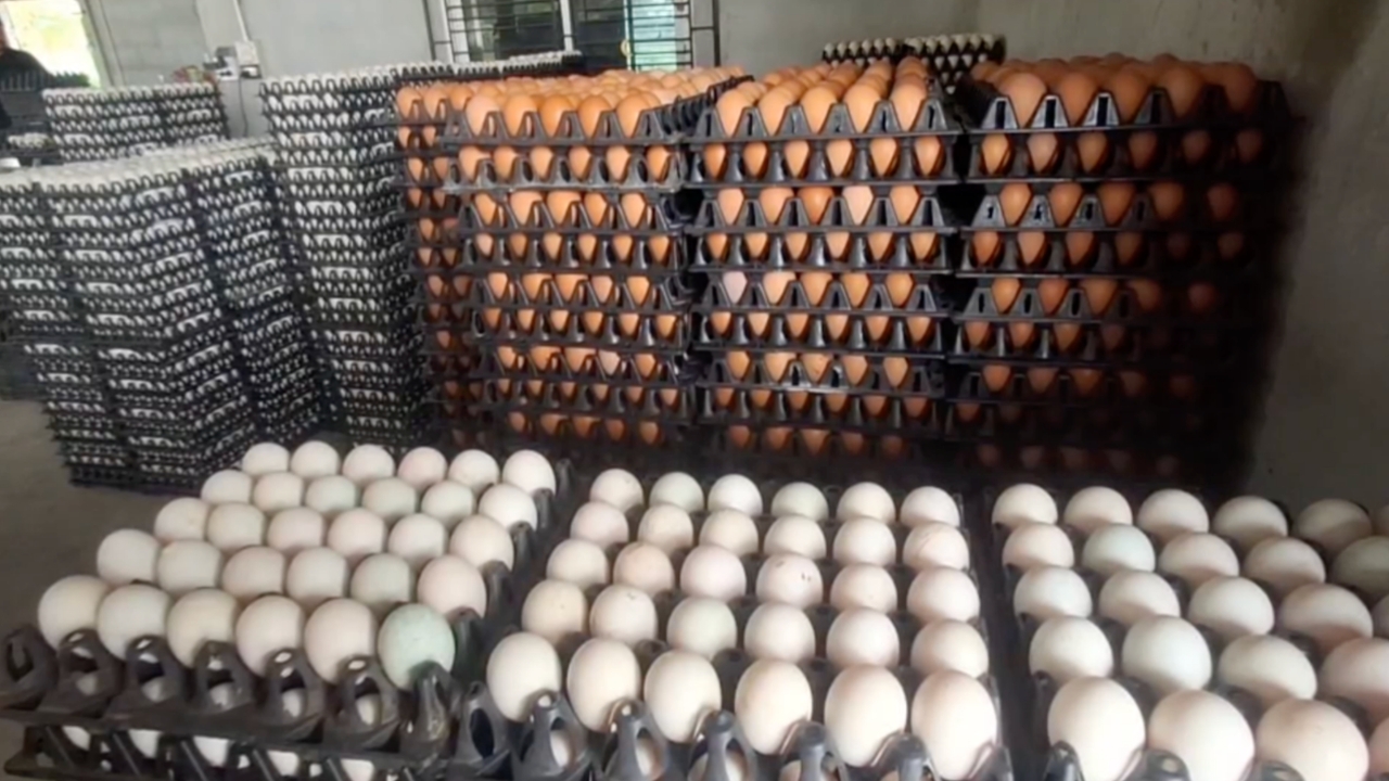 ขยับตามหน้าฟาร์ม “ไข่ไก่โคราช” ปรับขึ้นราคาแผงละ 5 บาท สาเหตุจากราคาน้ำมัน