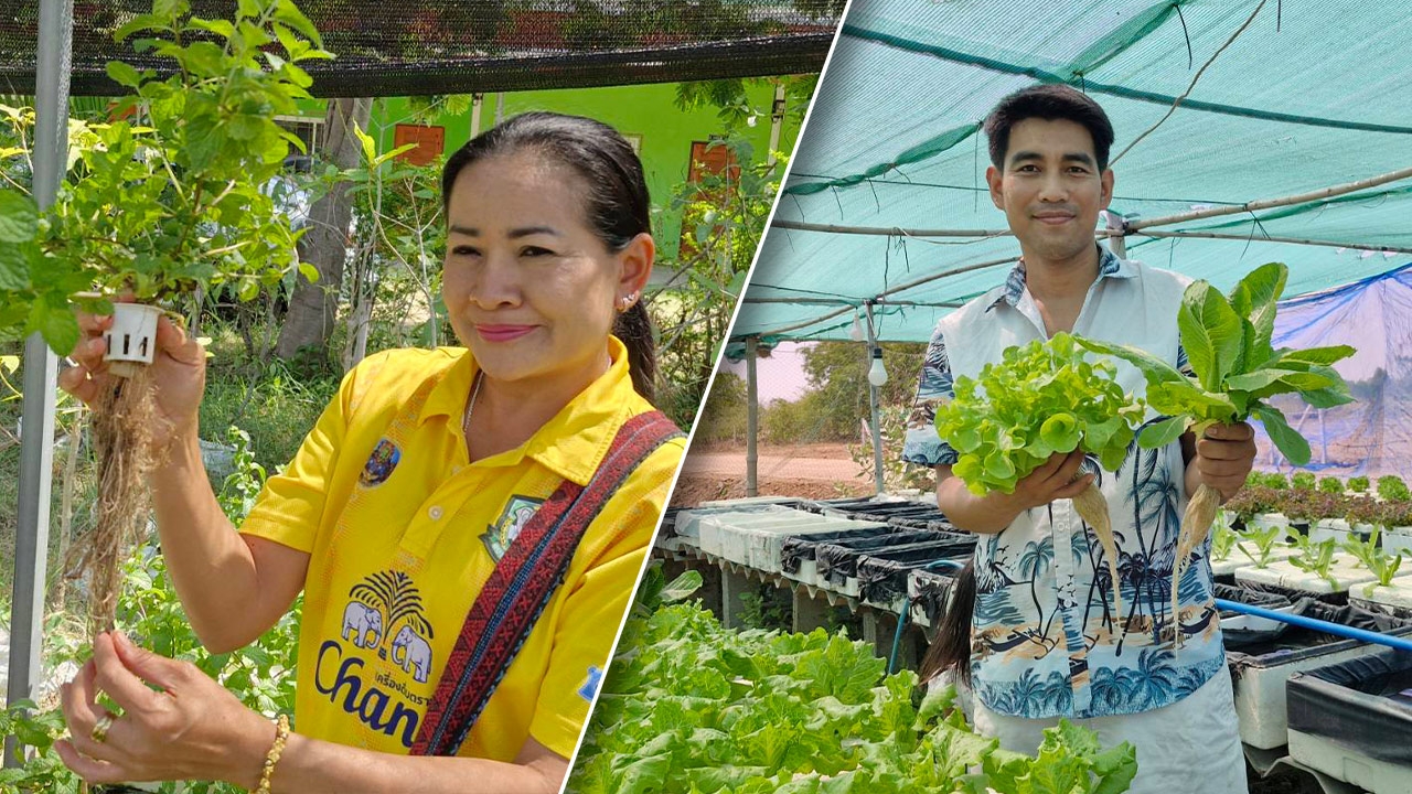 ปลูกผักไฮโดรโปนิกส์สู้แล้ง เก็บเกี่ยวได้ทั้งปี สร้างรายได้หลักหมื่นต่อเดือน