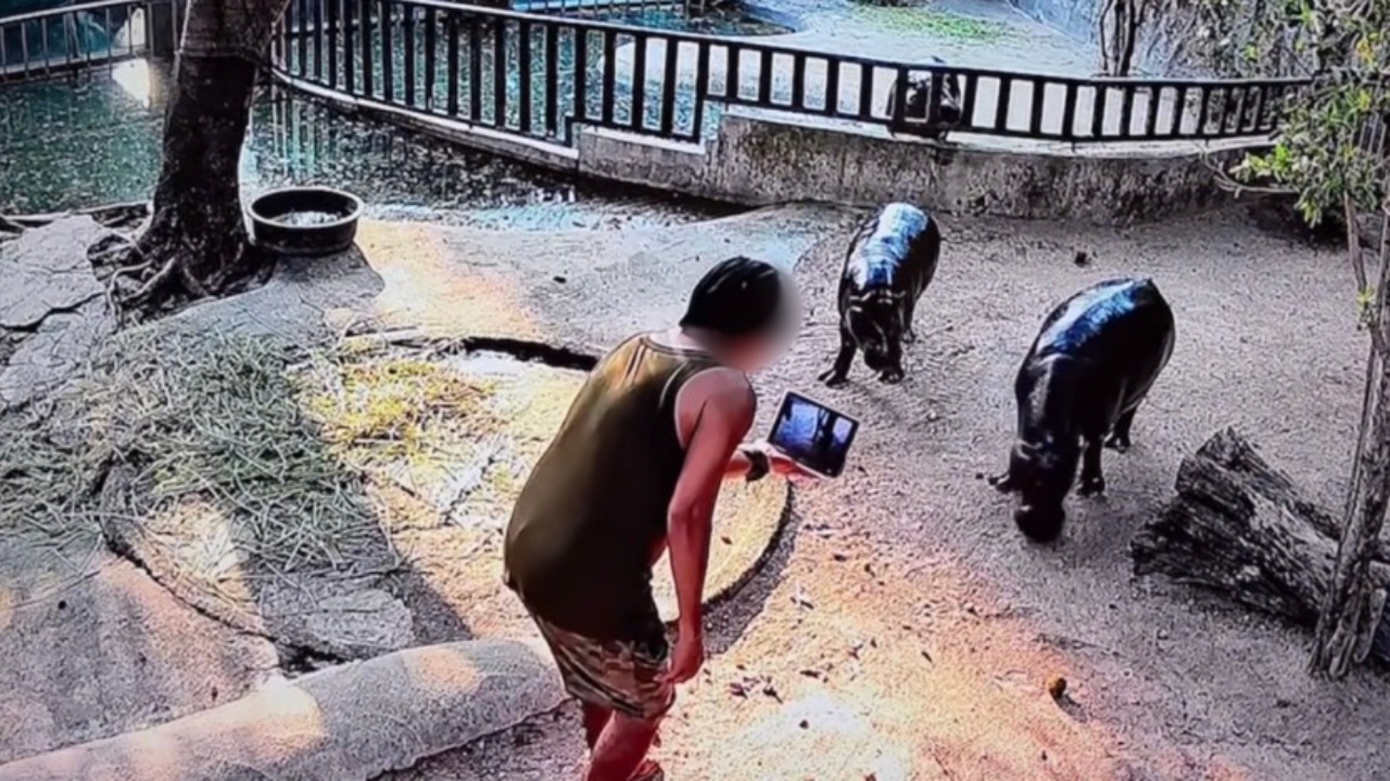 อย่าหาทำ หนุ่มโดดลงบ่อ "หมูเด้ง" อัดคลิปถ่ายคอนเทนต์ สวนสัตว์จับส่ง ตร. แล้ว